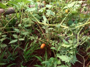 Rumah Hijau Denassa (RHD) koleksi Tomat (Tagalae)