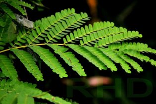 RHD. Daun pohon Sappang (Caesalpinia sappan L.) di Rumah Hijau Denassa (RHD) tanaman ini dikenal pula dengan nama Secang.