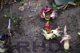 Beberapa Bunga Bangkai telah mekar sempurna di areal konservasi, Rumah Hijau Denassa (RHD) pada 27.11.2014