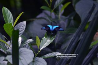 Papilio Peranthus Adamantius di Rumah Hijau Denassa (foto: Darmawan Denassa)