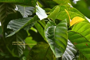 RHD. Pohon jabon putih; Anthocephalus cadamba (Foto; Darmawan Denassa)