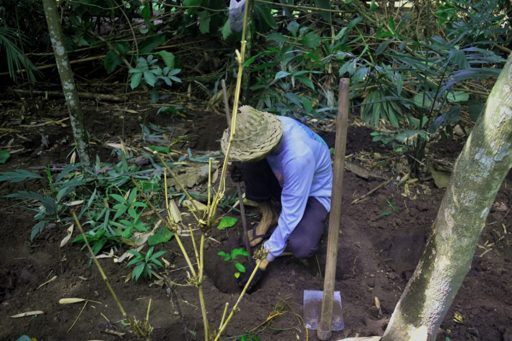 Darmawan Denassa pendiri Rumah Hijau Denassa menanam beberapa tanaman lokal