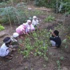 Kelas Komunitas di Kebun Sayur