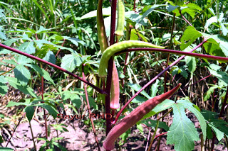 Okra