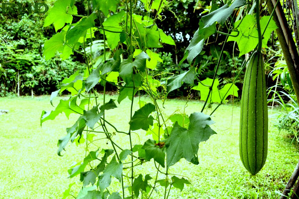 Patola salah satu sayur yang ditanam di Kebun Rumah Hijau Denassa (RHD)