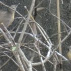 Burung Pote atau Pelanduk Sulawesi (Trichastoma celebense) di Rumah Hijau Denassa (RHD).