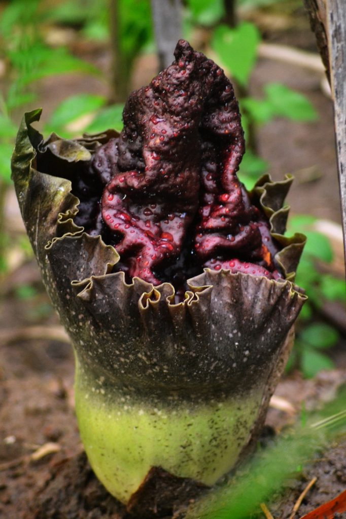 Bunga Bangkai (Amorphophallus paeoniifolius) sedang kuncup di Rumah Hijau Denassa (RHD)