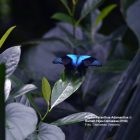 Papilio Peranthus Adamantius di Rumah Hijau Denassa (foto: Darmawan Denassa)