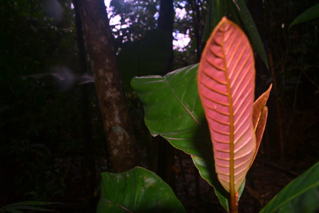 RHD. Daun pohon Nato Merah koleksi Rumah Hijau Denassa (Foto: Darmawan Denassa)