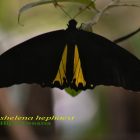 Kupu-kupu Raja sub spesies Troideshelena hephaest di Rumah Hijau Denassa (RHD) Foto; Darmawan Denassa