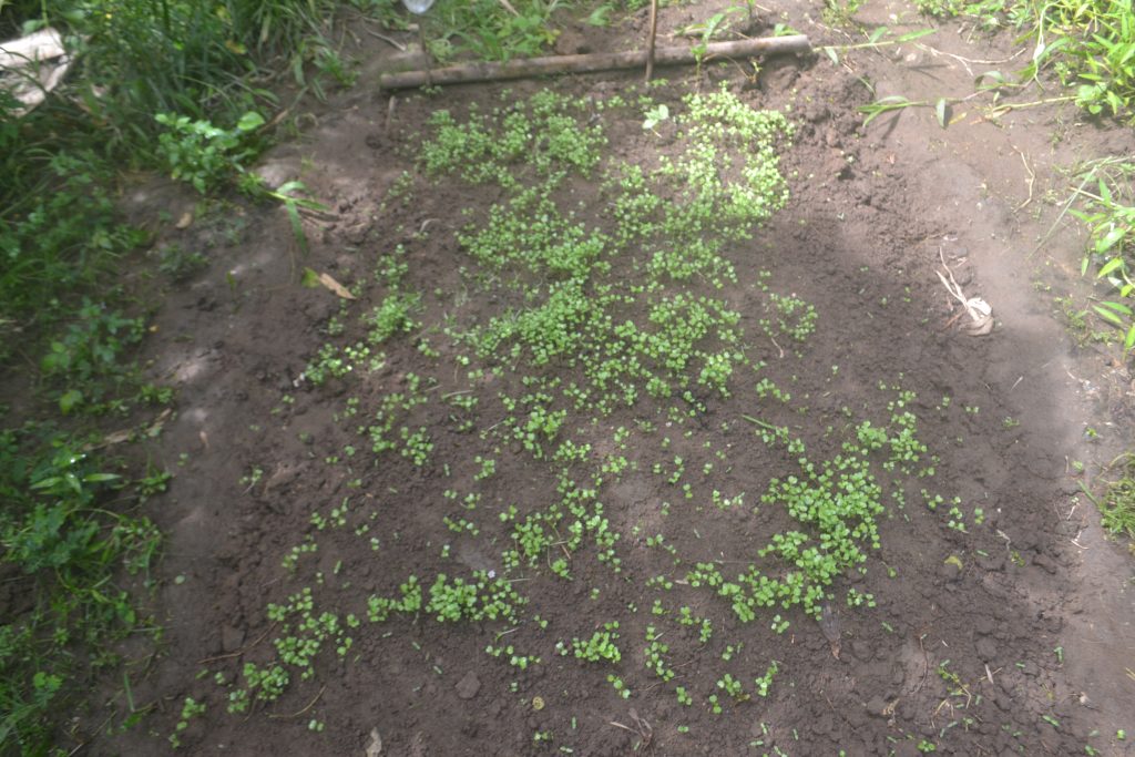 RHD. Benih Seledri di Kebun Rumah Hijau Denassa (RHD)