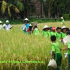 RHD. Field Trip SD Islam Al-Azhar Makassar di Rumah Hijau Denassa (RHD) tahun 2015