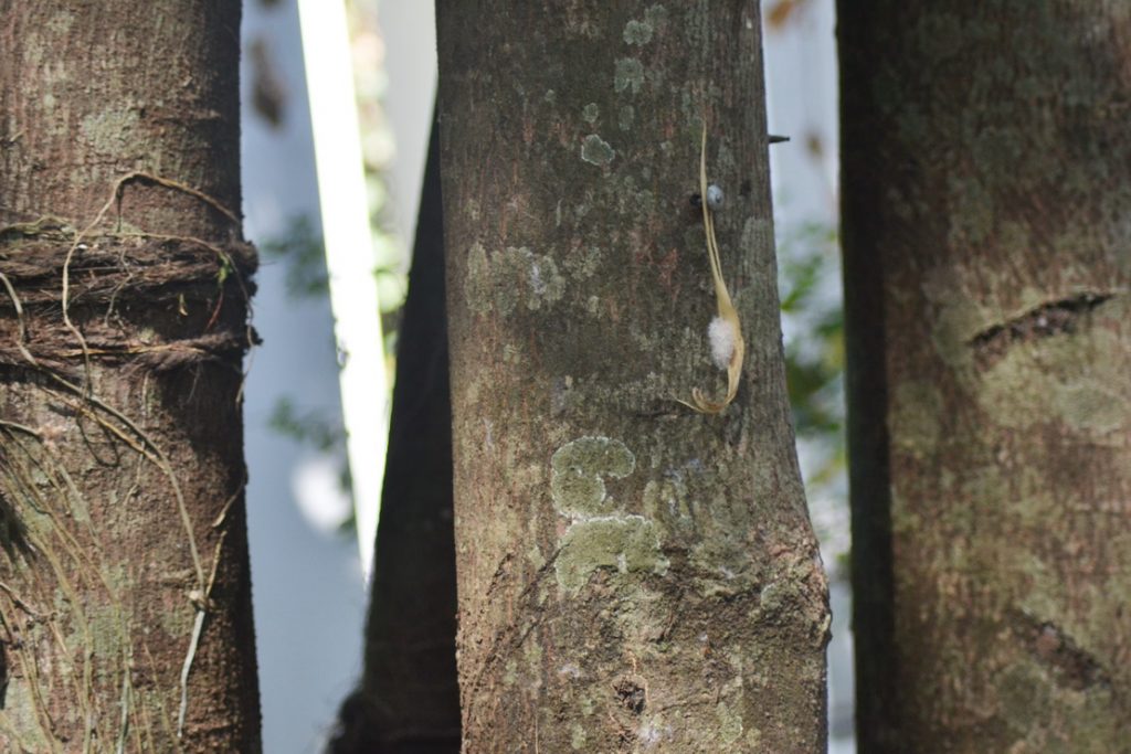 RHD. Pohon Bayur (Pterospermum javanicum) Induk di Rumah Hijau Denassa (RHD)