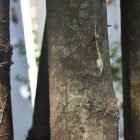 RHD. Pohon Bayur (Pterospermum javanicum) Induk di Rumah Hijau Denassa (RHD)