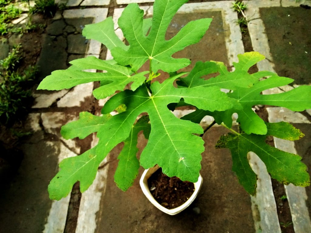 RHD. Pohon Tin (Ficus carica L.) Koleksi Terbari di Rumah Hijau Denassa (RHD)