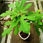 RHD. Pohon Tin (Ficus carica L.) Koleksi Terbari di Rumah Hijau Denassa (RHD)