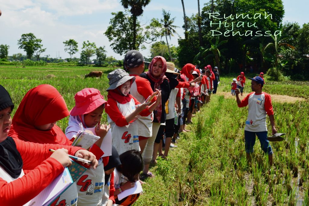 RHD. Outing Class SD Unggulan Kompleks Pemda Makassar (08.04.2017) di Persawahan Rumah Hijau Denassa (RHD)