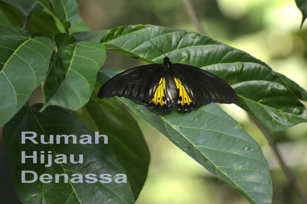 RHD. Troides helena di Rumah Hijau Denassa (RHD) Gowa, Sulsel