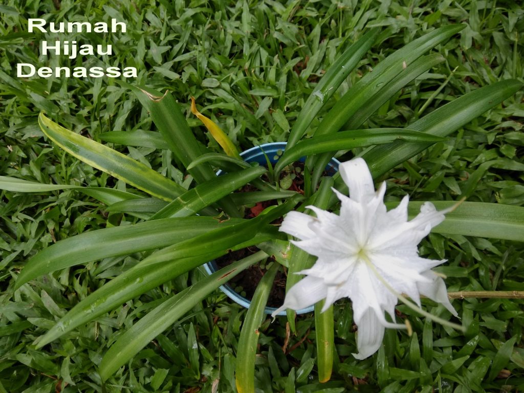 RHD. Bunga White Spider Lily  Pancratium mini sedang Mekar di Rumah Hijau Denassa (Foto: Darmawan Denassa)