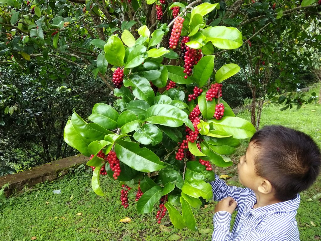 RHD. Asraf Denassa sedang Mengamati Buah Buni (Antidesma bunius) di Kebun Raya Massenrempulu, Enrekang, Sulsel (15.01.2017)