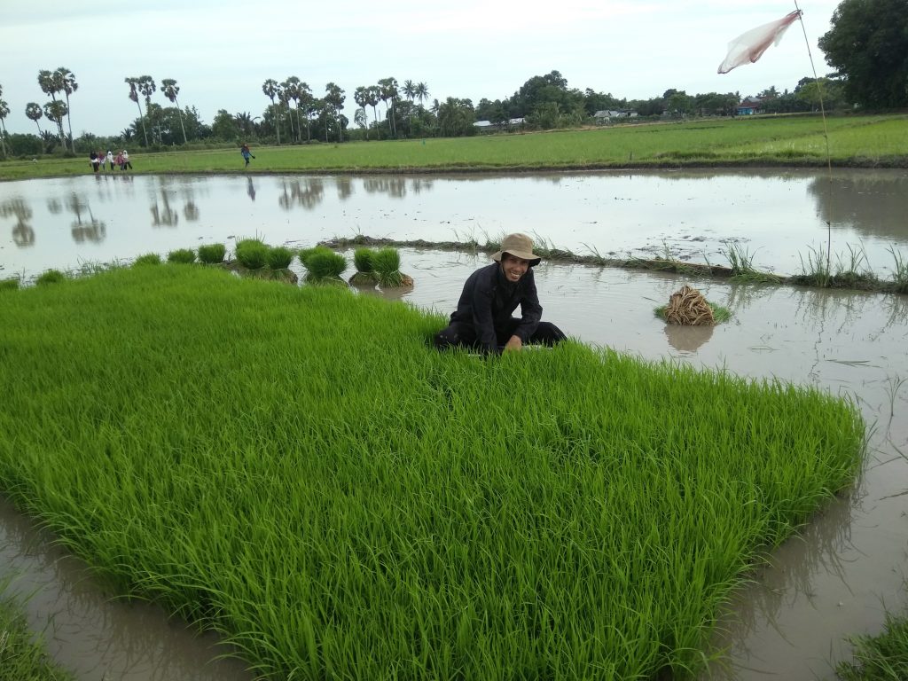 RHD. Darmawan Denassa, Mengambil Benih Padi di Persemaian untuk Ditanam di Sawah (10.12.2017)