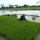 RHD. Darmawan Denassa, Mengambil Benih Padi di Persemaian untuk Ditanam di Sawah (10.12.2017)