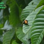 RHD. Kupu-kupu Coklat Kuning hinggap di Pohon Jabon Rumah Hijau Denassa (RHD)