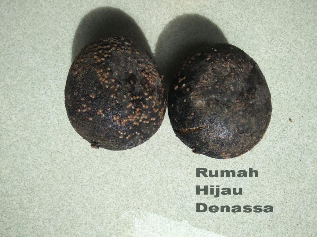 RHD. Mangga Hitam Sulawesi (03.01.2018)