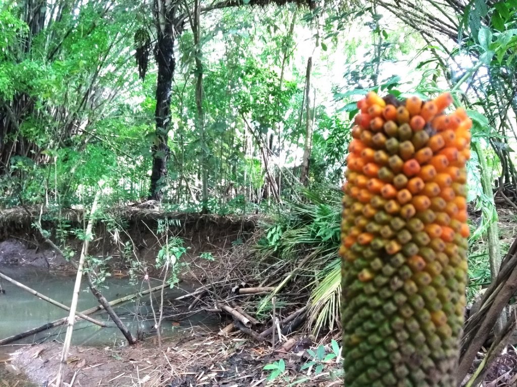 RHD. Buah Amorphopallus