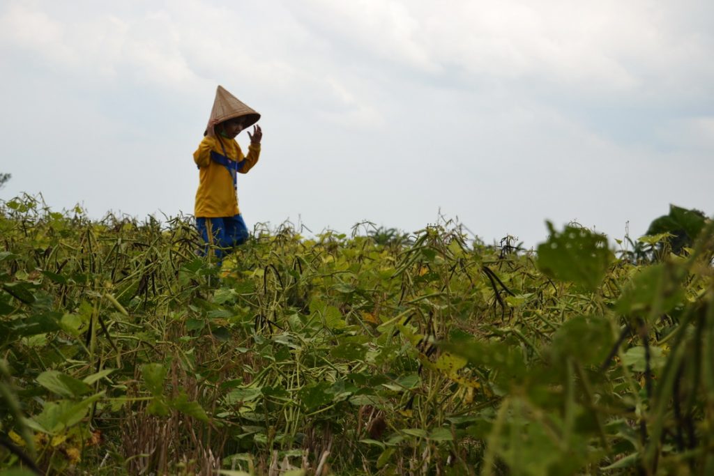 RHD. Salah Seorang Peserta DidikTK IT Wihdatul Ummah di Sawah Rumah Hijau Denassa (RHD