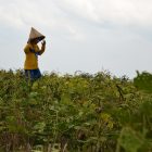 RHD. Salah Seorang Peserta DidikTK IT Wihdatul Ummah di Sawah Rumah Hijau Denassa (RHD