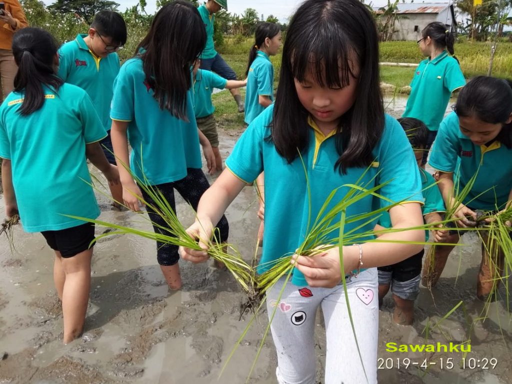 RHD. Siswa Kidsstar School Belajar Tanam Padi di Denassa (15.04.2019)