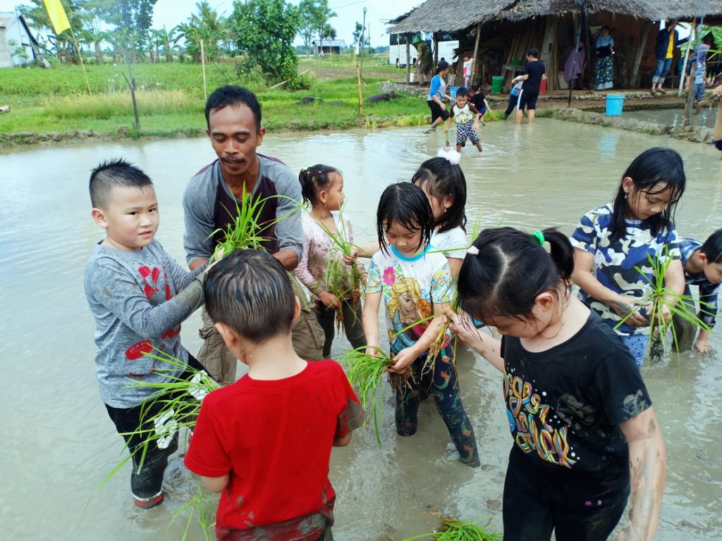 RHD. Siswa TK Eagle's Nest Academy (ENA) Makassar Belajar Tanam Padi di Sawahku (03.05.2019)