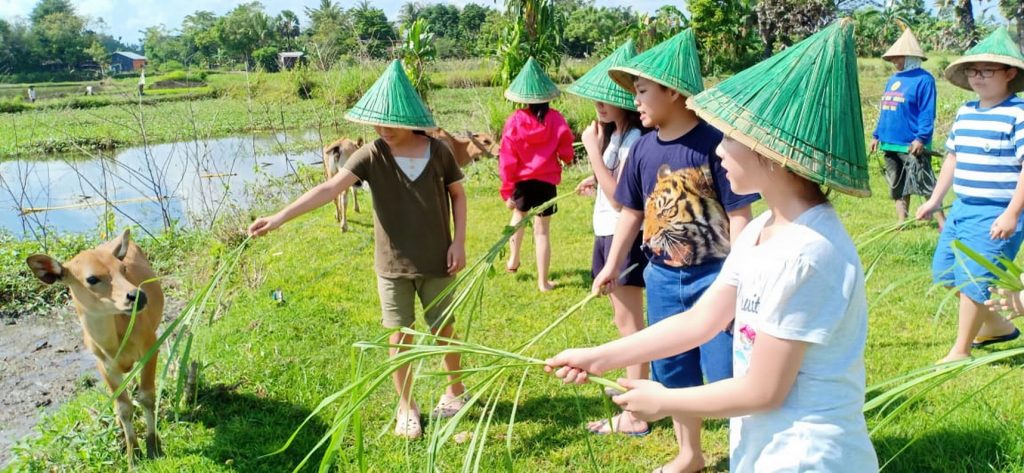 RHD. Outing Class di Rumah Hijau Denassa dengan Beragam Kegiatan Termasuk Memberi Makan Sapi