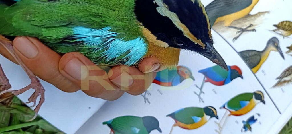 RHD, Burung Pauk Laus yang Sedang Kami Identifikasi dan Dokumentasikan di Rumah Hijau Denassa (RHD) pada 24.11.2019