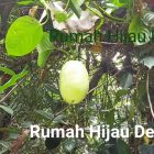 RHD. Koleksi Tumbuhan 221 Baji (Passiflora quadrangularis)
