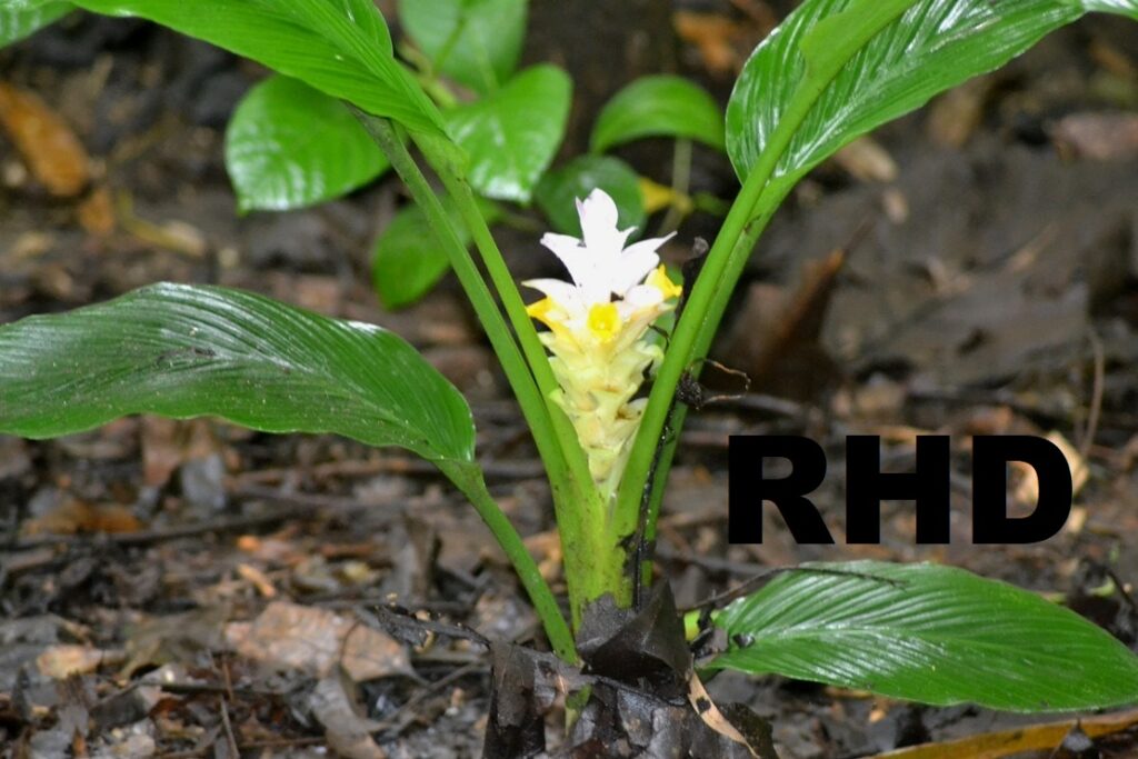 Bunga Boce Bahan Sayur Eksotik dan Wangi