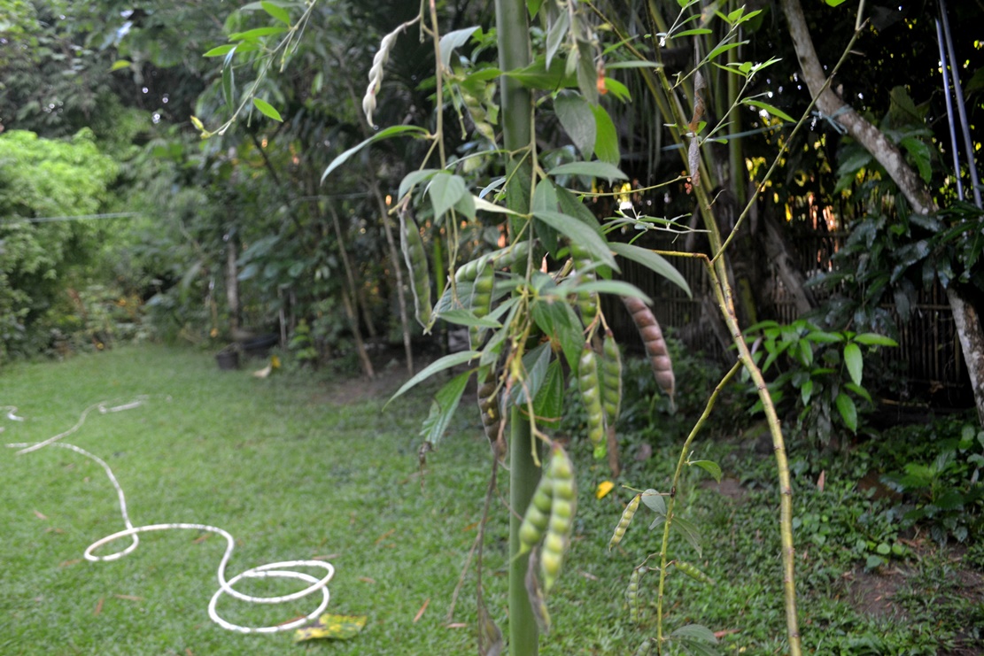 Kacang Gude (Cajanus cajan)