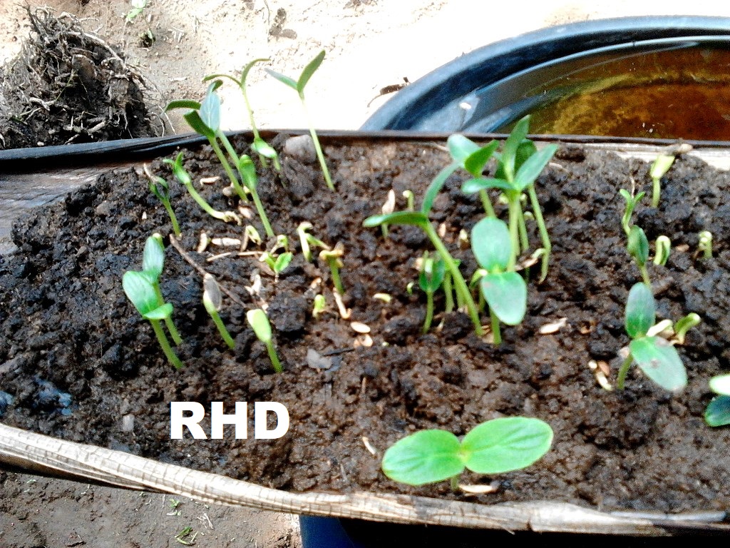 RHD. Lembar Batang Pisang (Masa Unti) sebagai Wadah Pembenihan di RHD