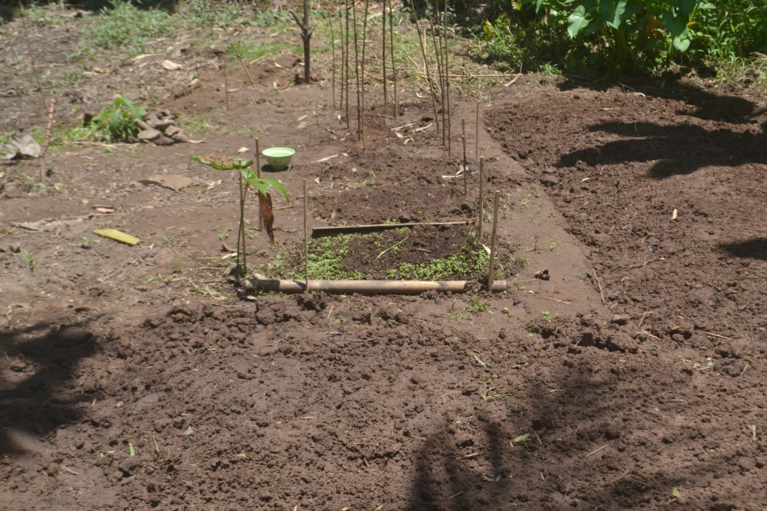 Kebun di Musim Rendengan