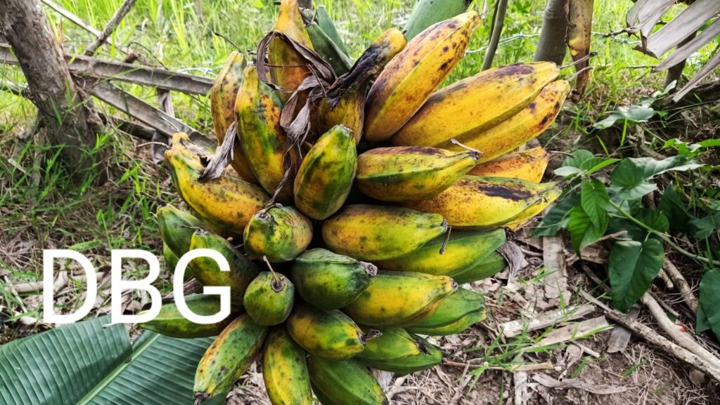 Pisang Batu (Musa balbisiana)