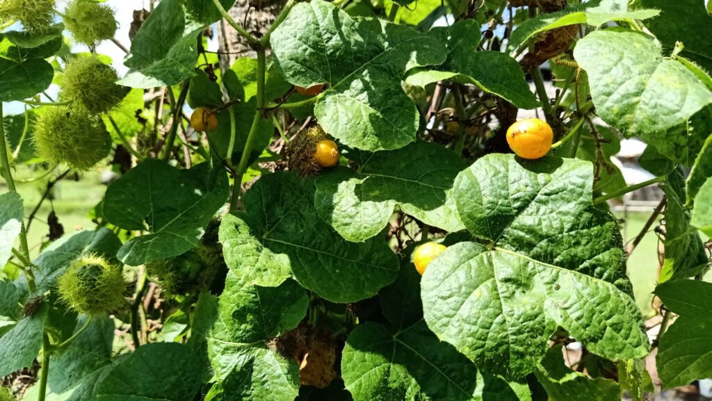 Rambusa (Passiflora foetida)