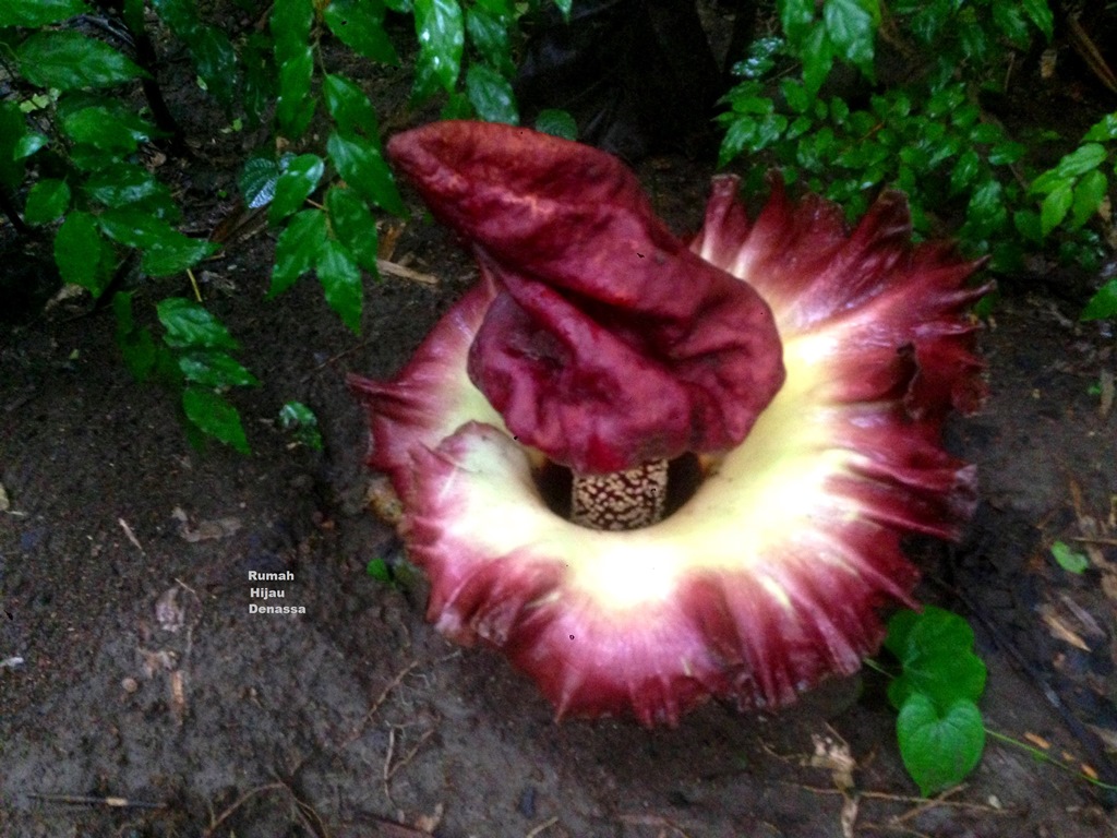 Bunga Bangkai di Kebun RHD